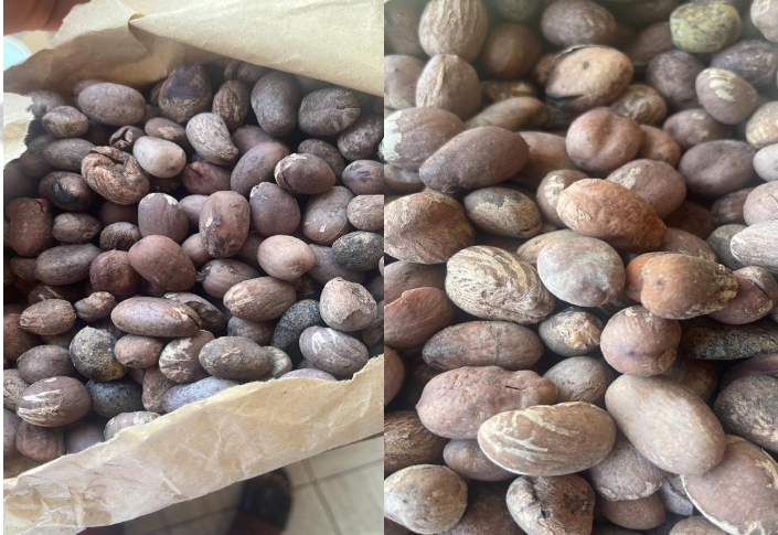 Raw Shea Nuts