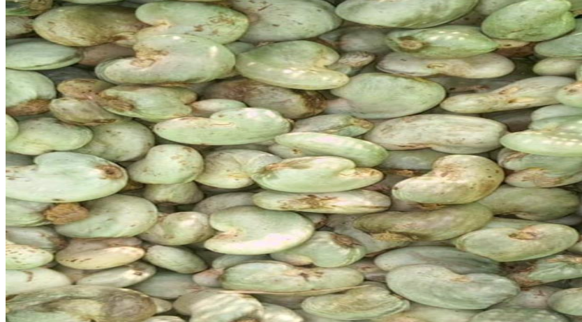 Raw Cashew Nuts