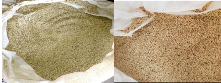 Sesame Seeds